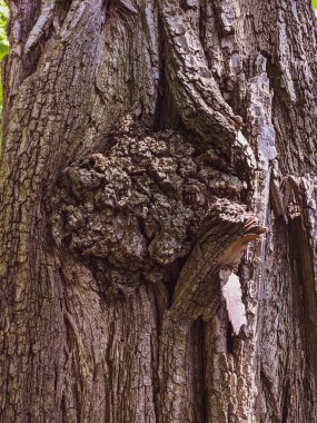 Ağaç gövdesini kapat arka plan, ahşap