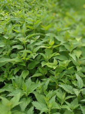 Ormanda taze ısırgan otu yapraklarının yakın plan çekimi. 