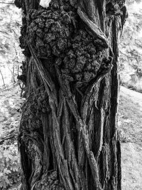 Ağaç gövdesini kapat arka plan, ahşap