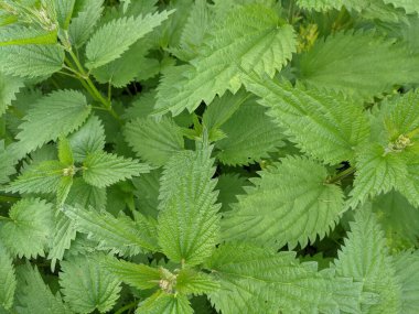 Ormandaki taze ısırgan otu yapraklarını yakın çekim 