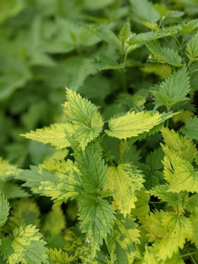 Ormanda taze ısırgan otu yapraklarının yakın plan çekimi. 