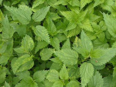 Ormanda taze ısırgan otu yapraklarının yakın plan çekimi. 