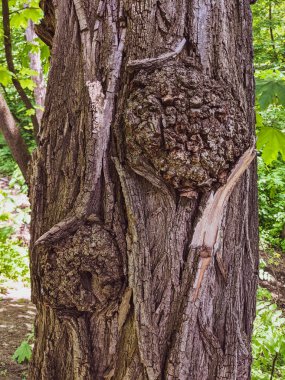 Ağaç gövdesini kapat arka plan, ahşap