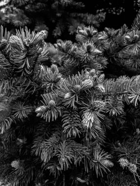 İlkbaharda güzel köknar dalları 