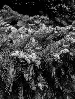 İlkbaharda güzel köknar dalları 