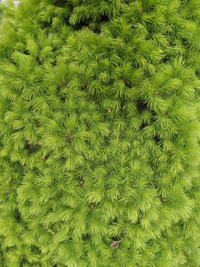 İlkbaharda güzel köknar dalları 