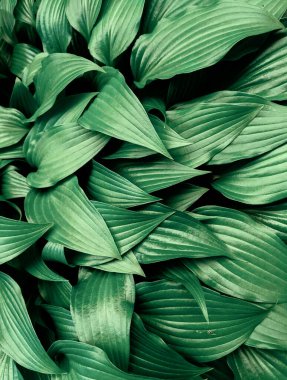 Parkta taze yaprakların yakın plan çekimi.