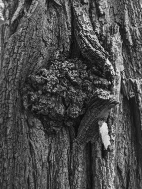 Ağaç gövdesini kapat arka plan, ahşap