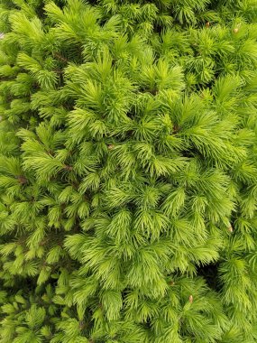 İlkbaharda güzel köknar dalları 