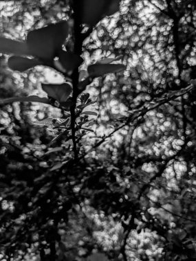 Güzel taze ağaç yaprakları ve tomurcukları baharda