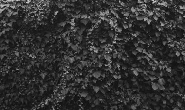 İlkbaharda büyüyen güzel bitkiler 