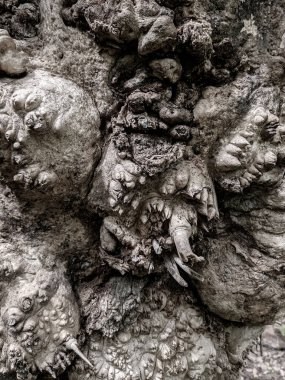 Ağaç gövdesini kapat arka plan, ahşap