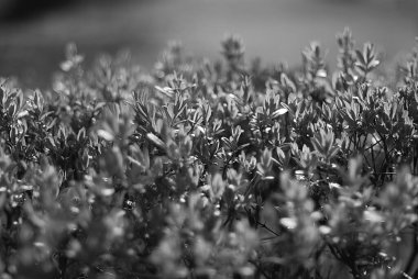 Parkta taze yaprakların yakın plan çekimi.