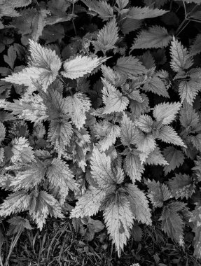 Ormanda taze ısırgan otu yapraklarının yakın plan çekimi. 