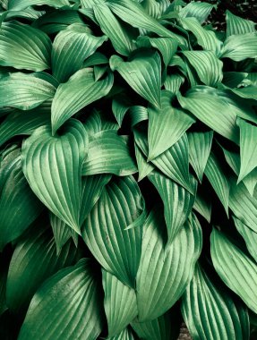 Parkta taze yaprakların yakın plan çekimi.