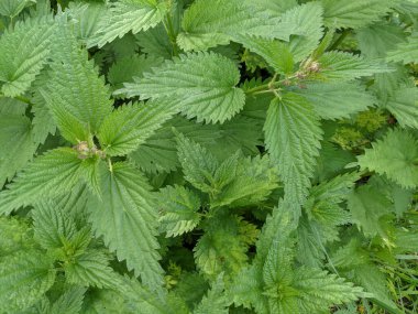 Ormandaki taze ısırgan otu yapraklarını yakın çekim 