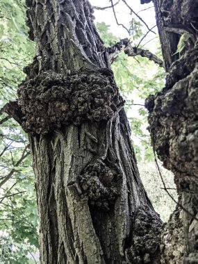 Ağaç gövdesini kapat.
