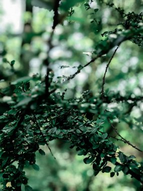 Güzel taze ağaç yaprakları ve tomurcukları baharda