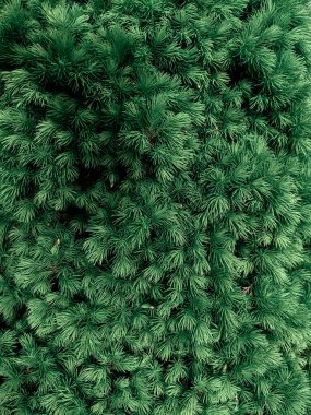 İlkbaharda güzel köknar dalları 