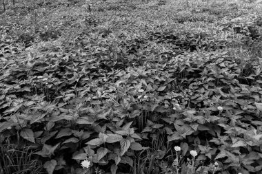 Ormanda taze ısırgan otu yapraklarının yakın plan çekimi. 