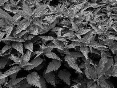 Ormandaki taze ısırgan otu yapraklarını yakın çekim 