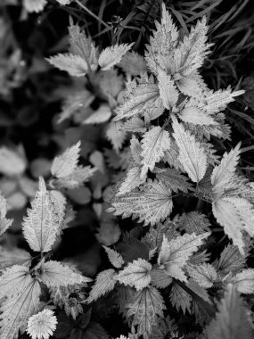 Ormanda taze ısırgan otu yapraklarının yakın plan çekimi. 