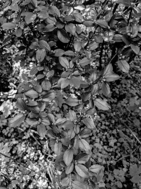 Güzel taze ağaç yaprakları ve tomurcukları baharda