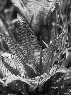 Ormanda taze eğreltiotu yapraklarının yakın plan çekimi. 