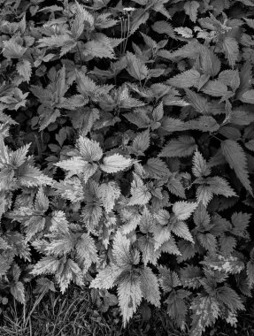 Ormanda taze ısırgan otu yapraklarının yakın plan çekimi. 