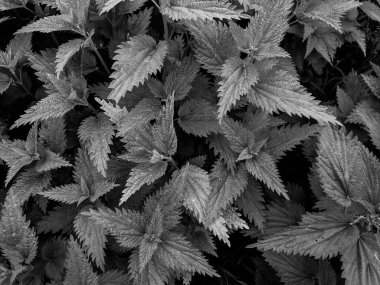 Ormandaki taze ısırgan otu yapraklarını yakın çekim 