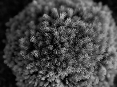 İlkbaharda güzel köknar dalları 