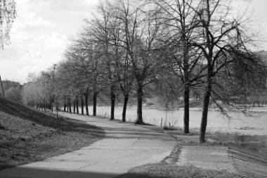 Bahar parkında güzel bir ağaç görüntüsü. 