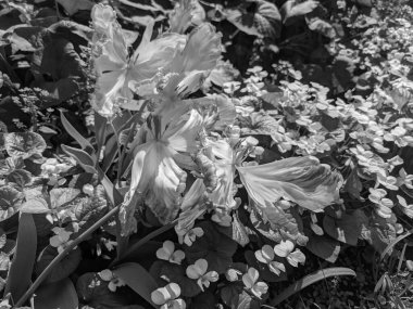 Güzel laleler, baharda büyüyen çiçekler. 