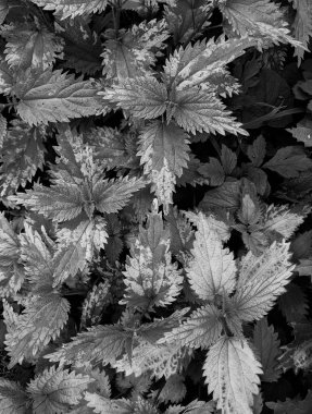 Ormanda taze ısırgan otu yapraklarının yakın plan çekimi. 