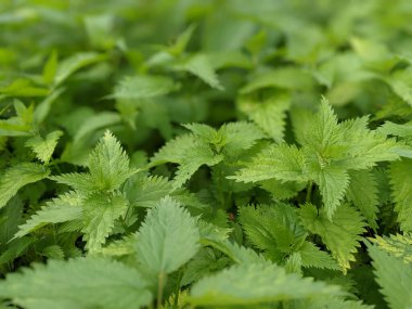 Ormanda taze ısırgan otu yapraklarının yakın plan çekimi. 