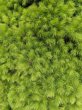 İlkbaharda güzel köknar dalları 