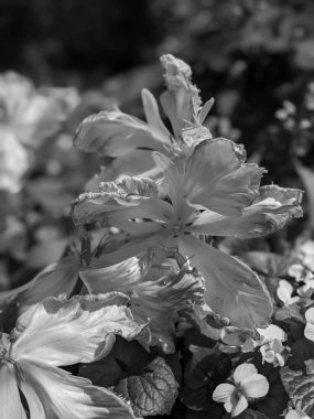 Güzel laleler, baharda büyüyen çiçekler. 