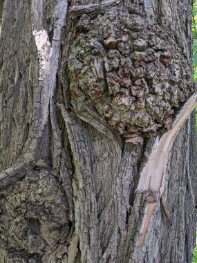Ağaç gövdesini kapat arka plan, ahşap