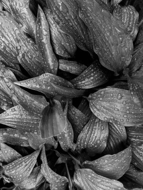 Parkta taze yaprakların yakın plan çekimi.