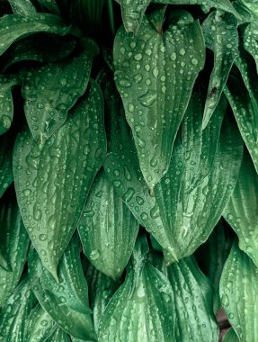 Parkta taze yaprakların yakın plan çekimi.