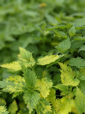 Ormanda taze ısırgan otu yapraklarının yakın plan çekimi. 