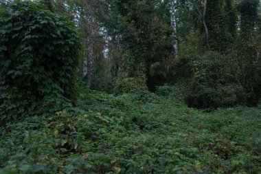 İlkbaharda ormanda yaprakları olan güzel ağaçlar