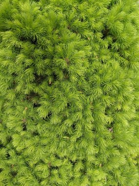 İlkbaharda güzel köknar dalları 