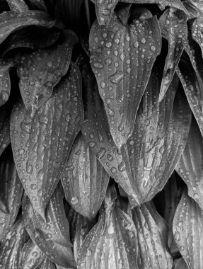 Parkta taze yaprakların yakın plan çekimi.