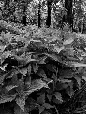 Ormandaki taze ısırgan otu yapraklarını yakın çekim 