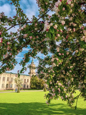 İlkbaharda yaprakları ve çiçekleri olan güzel ağaç dalları 