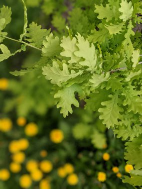 Parkta taze karahindiba karahindibalarının yakın plan çekimi.