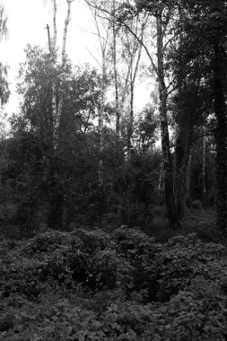 İlkbaharda ormanda yaprakları olan güzel ağaçlar