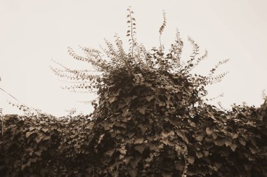 İlkbaharda büyüyen güzel bitkiler 