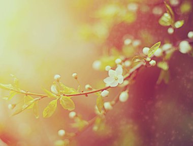 Güzel beyaz ağaç baharda çiçek açar.